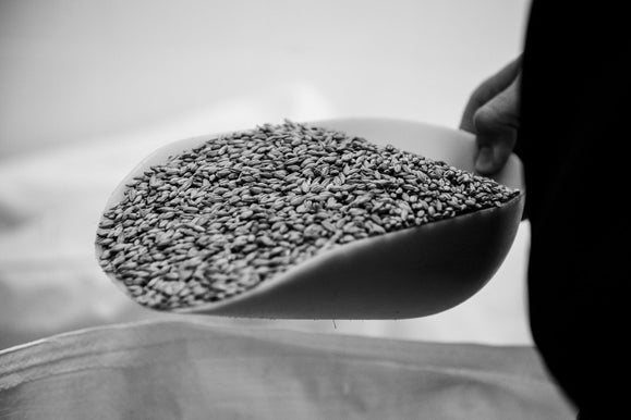 Orzo maltato: cos’è, come si fa e perché cambia (davvero) il sapore della birra